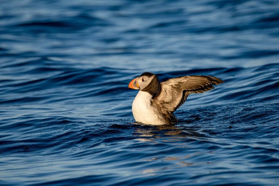 Bleik: Whale Watching by Speedboat with Puffins and Muffins - Whale watching in the Bleik Canyon