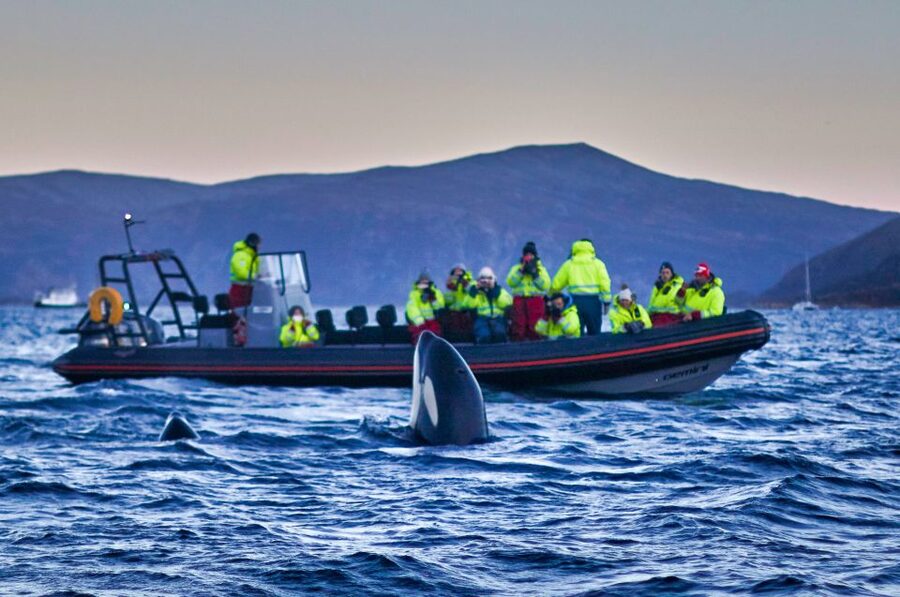 Bleik: Whale Watching by Speedboat with Puffins and Muffins - Puffins, eagles, and the bird cliffs