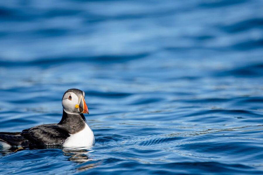 Bleik: Whale Watching by Speedboat with Puffins and Muffins - Guides, explanations, and group size