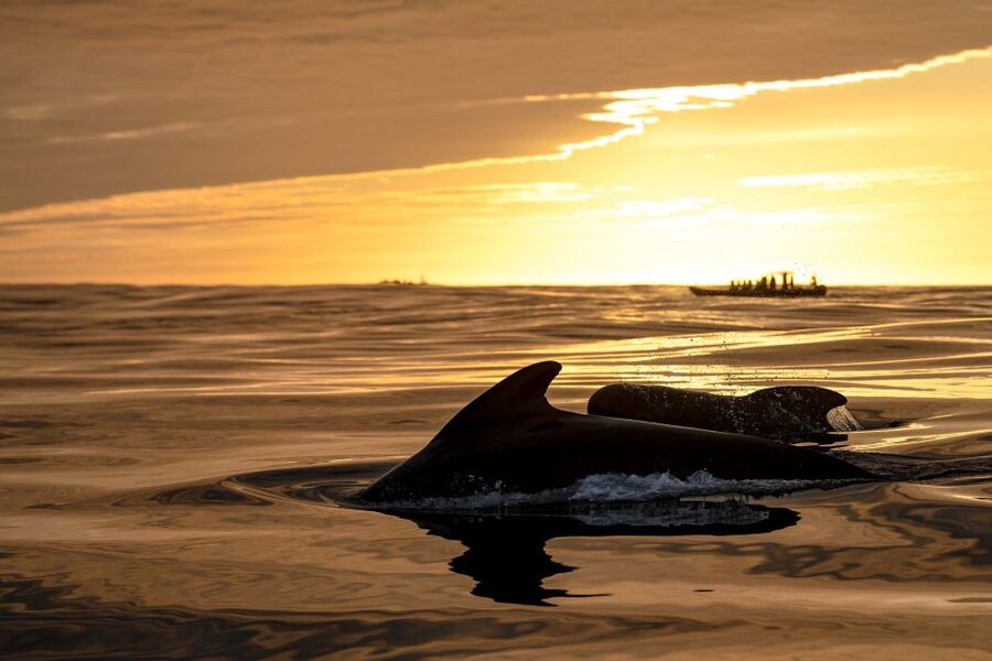 Bleik: Whale Watching by Speedboat with Puffins and Muffins - Is $199 good value?