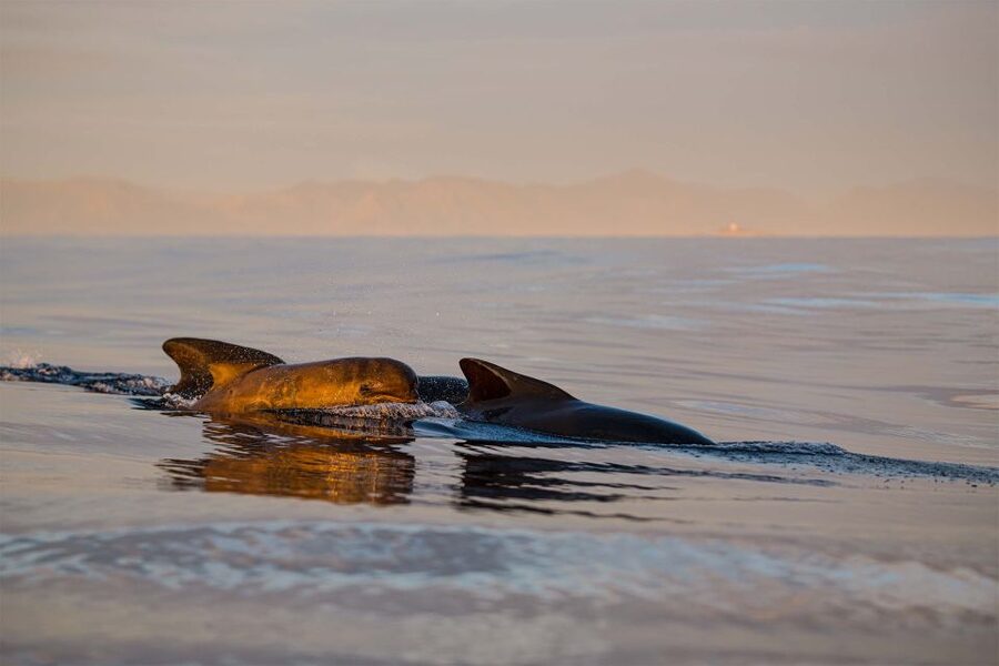 Bleik: Whale Watching by Speedboat with Puffins and Muffins - From Bleik Marina to open water