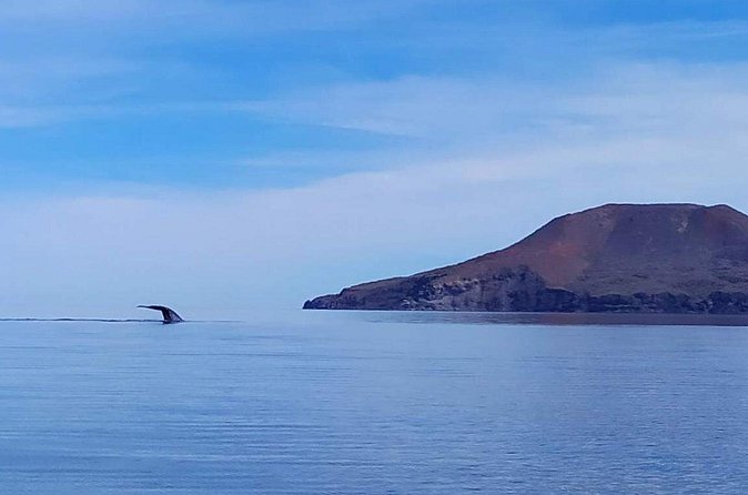 Blue Whale Watching Experience in Loreto - Into Loreto Bay National Park