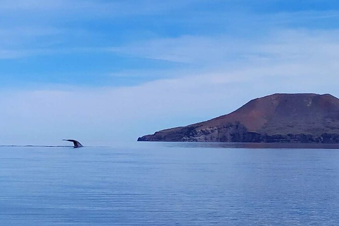 Blue Whale Watching Experience in Loreto - Why a six-person boat changes the day