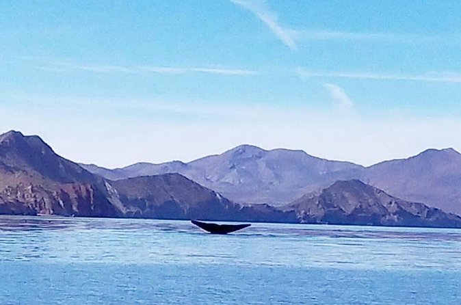 Blue Whale Watching in Loreto - Leaving Loreto at 8:00 am