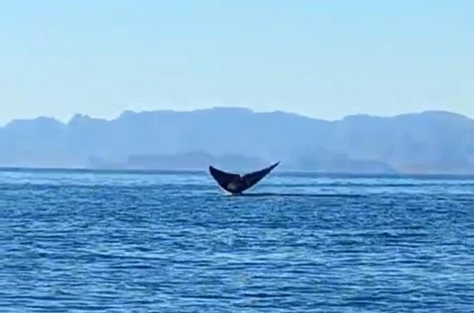 Blue Whale Watching in Loreto - Why Loreto Bay National Marine Park matters