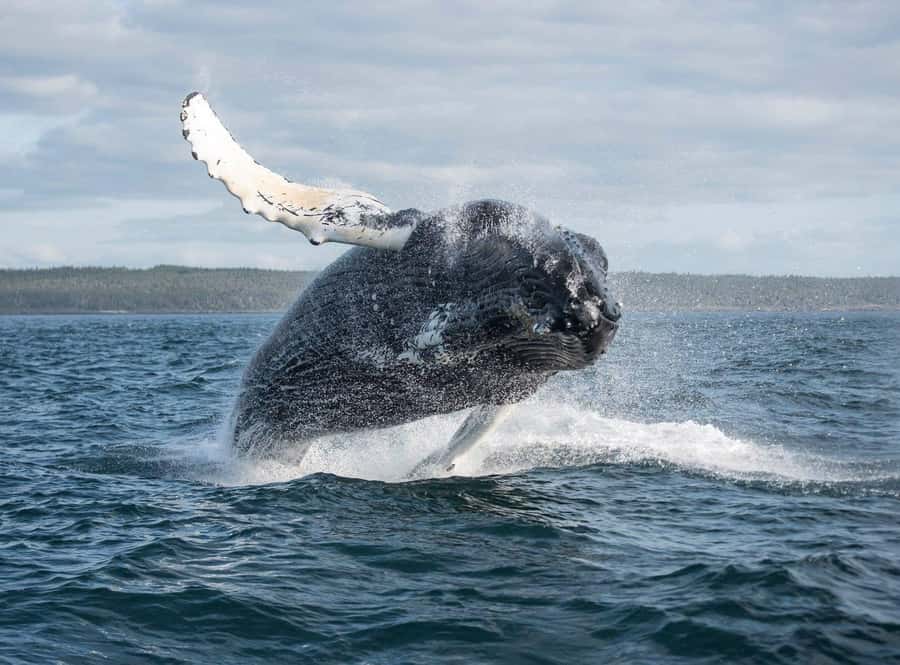 Boa Vista: Whale Watching Trip with Motoryacht - Why Boa Vista is a whale-watching hotspot
