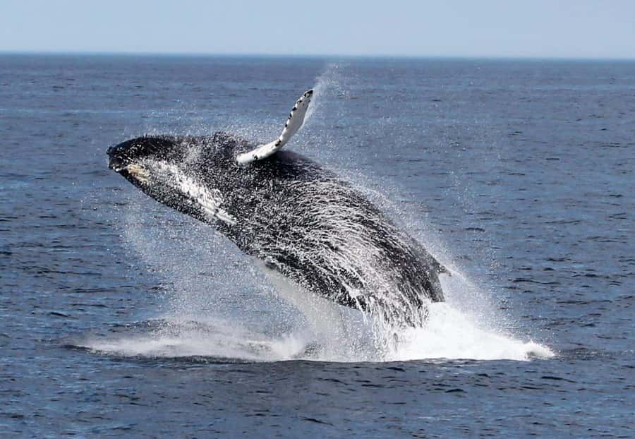 Boa Vista: Whale Watching Trip with Motoryacht - Price and value at $94 per person