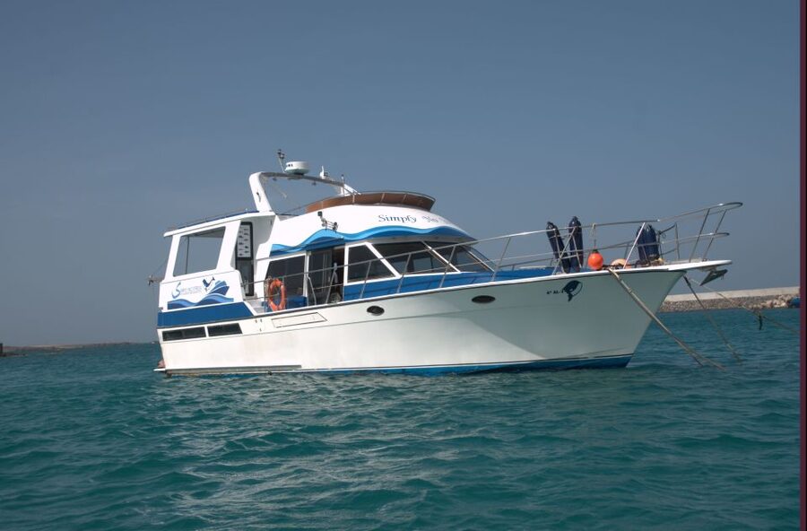 Boa Vista: Whale Watching Trip with Motoryacht - Who should book this boat trip