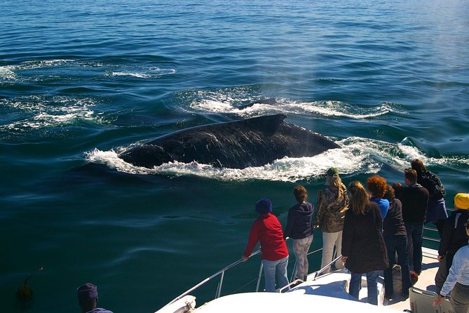 Boat Based Whale Watching from Hermanus - Setting out from Hermanus New Harbour