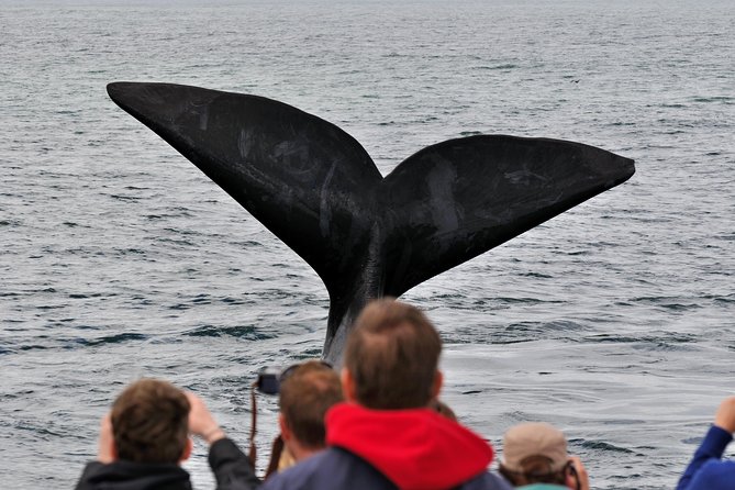 Boat Based Whale Watching from Hermanus - The search for southern right whales