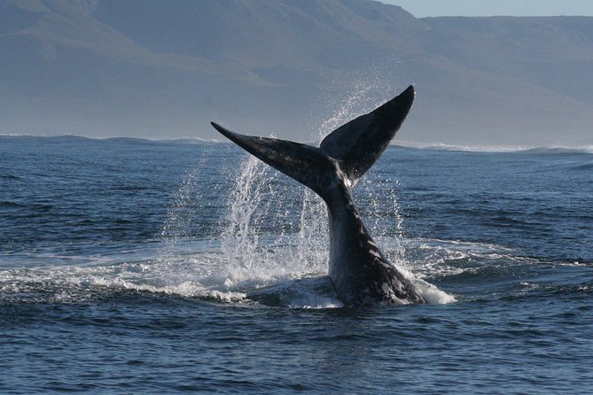 Boat Based Whale Watching from Hermanus - Other wildlife around the boat