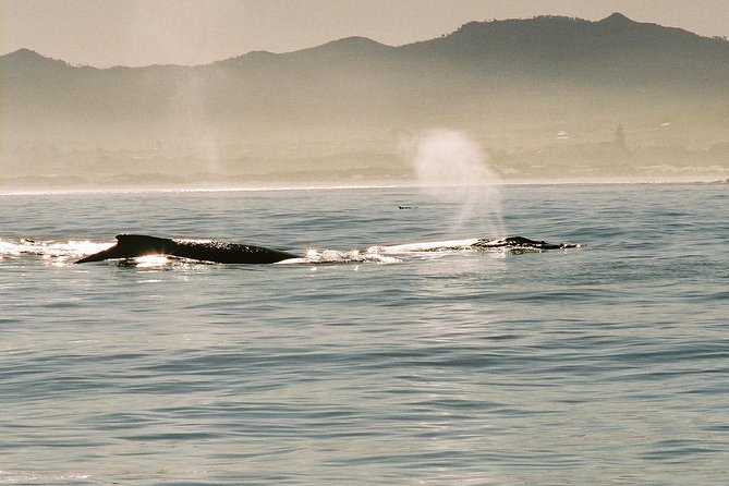 Boat Based Whale Watching from Hermanus - The value of the guide and crew