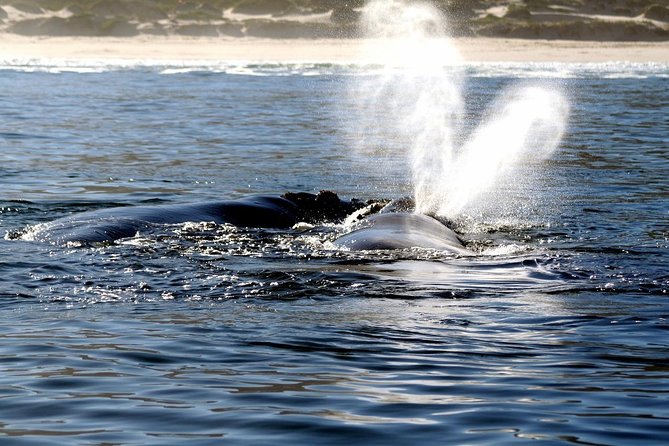 Boat Based Whale Watching from Hermanus - Picking the right time of year