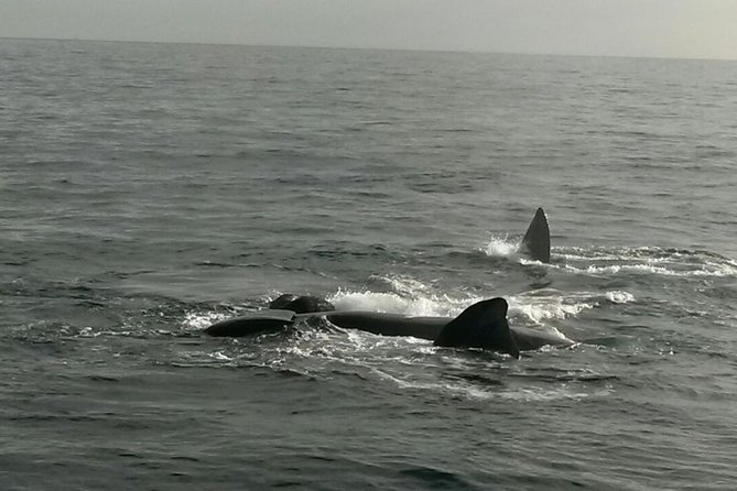 Boat Based Whale Watching from Hermanus - What the price includes
