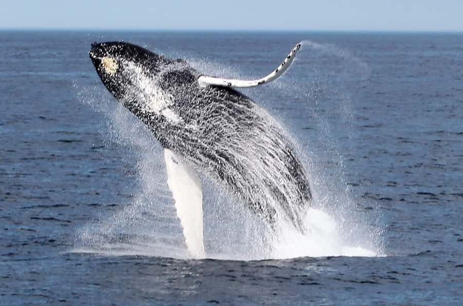 Boavista: Whale Watching half day trip - Key points at a glance