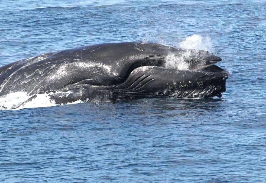 Boavista: Whale Watching half day trip - Why Boa Vista attracts humpback whales