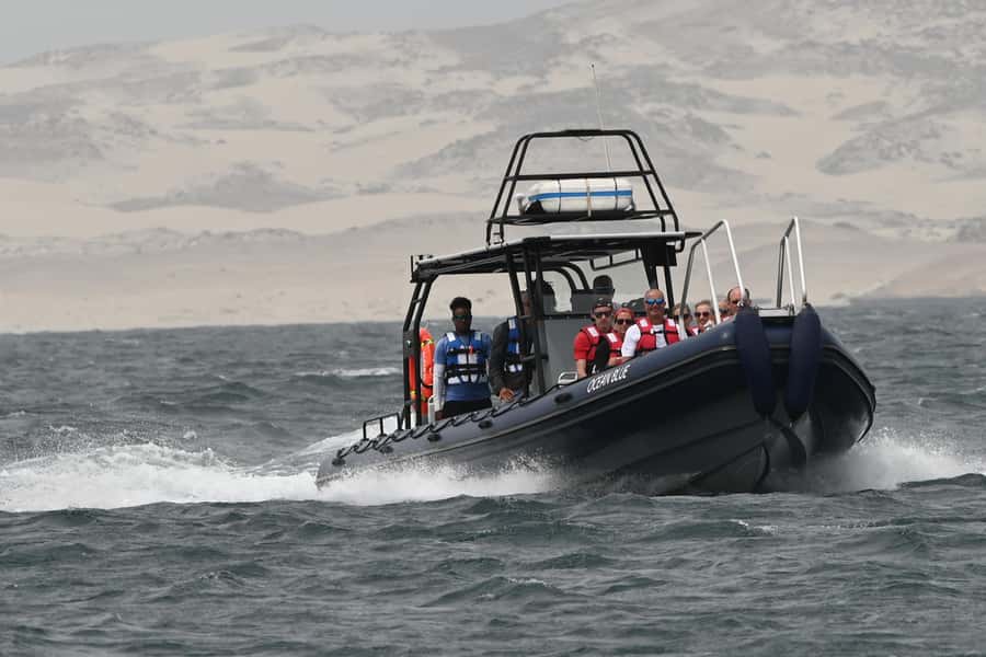 Boavista: Whale Watching half day trip - Two hours searching Boa Vista’s waters
