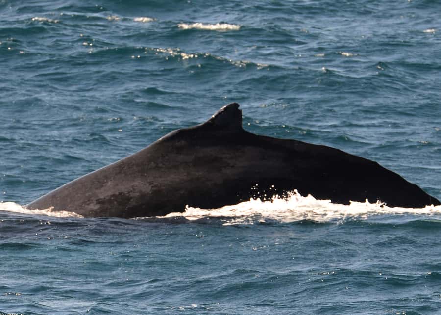Boavista: Whale Watching half day trip - What the best sightings can look like