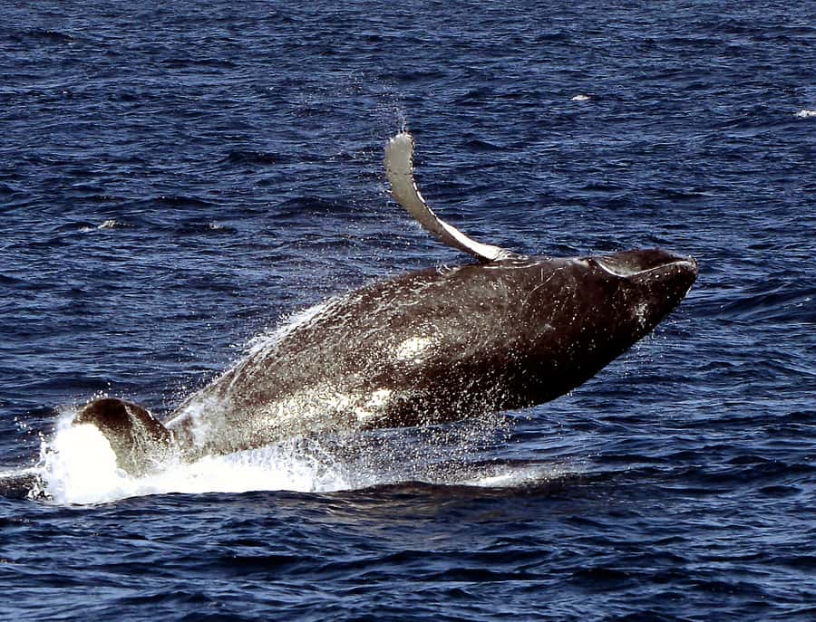 Boavista: Whale Watching half day trip - The wet, windy side of the adventure