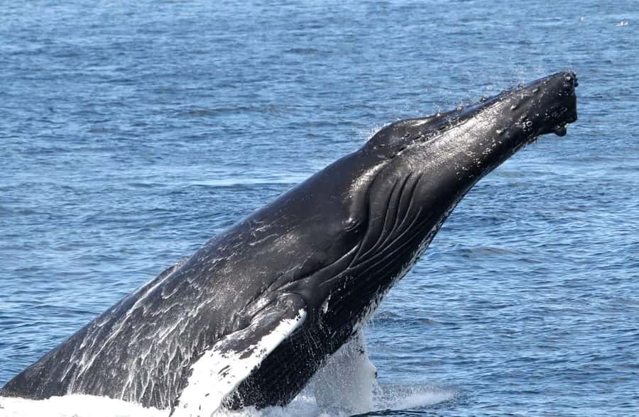 Boavista: Whale Watching half day trip - Who will enjoy this trip most