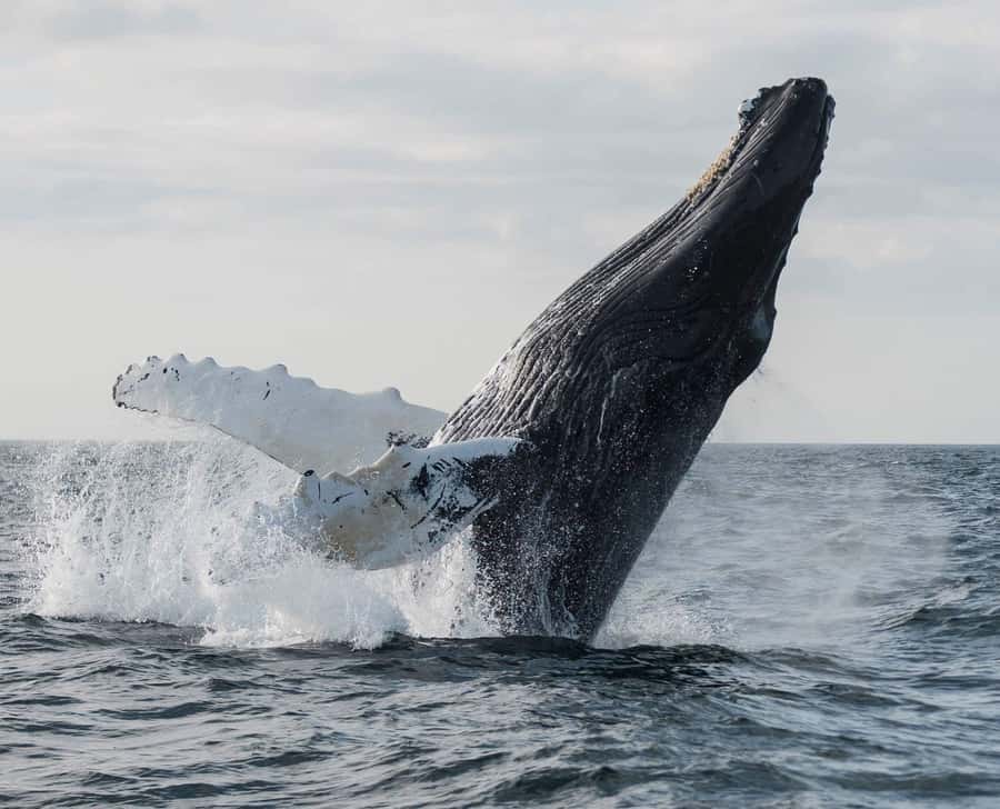 Boavista: Whale Watching half day trip - From hotel pickup to Sal Rei harbor