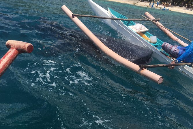 Bohol Whaleharks Interaction & Bohol Countryside Tour with Lunch (Cebu or Bohol) - Key points to know before booking
