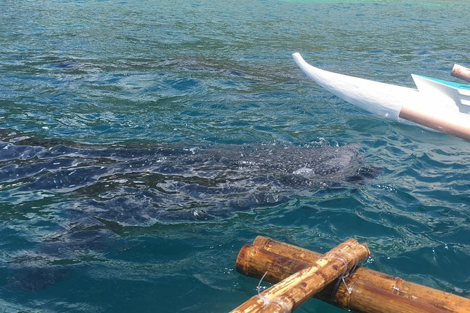 Bohol Whaleharks Interaction & Bohol Countryside Tour with Lunch (Cebu or Bohol) - Snorkeling gear and what to bring