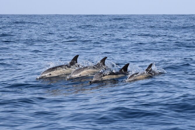 Bonadea II Ecological Whale Watching, 2 hours - A small boat with a clear purpose