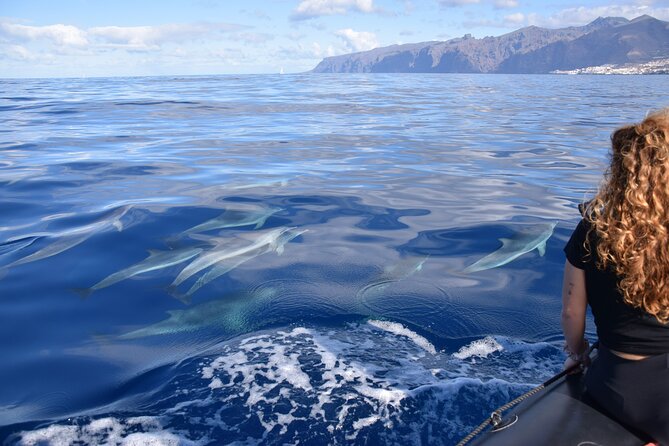 Bonadea II Ecological Whale Watching, 2 hours - Pilot whales, dolphins, turtles, and seabirds