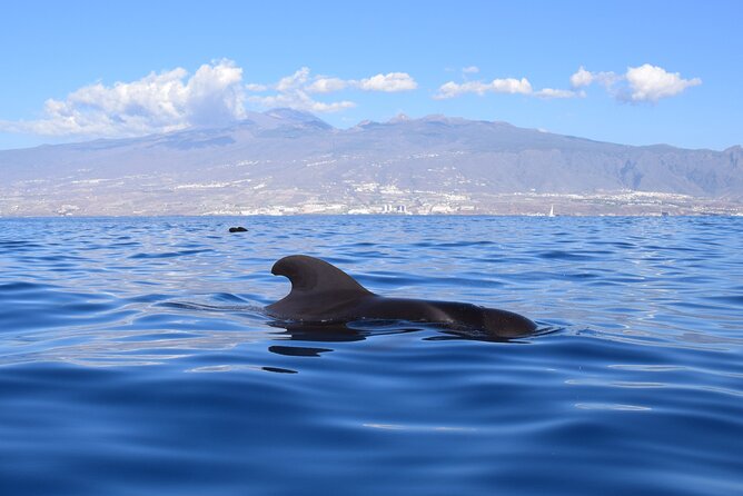 Bonadea II Ecological Whale Watching, 2 hours - Why the eco approach matters