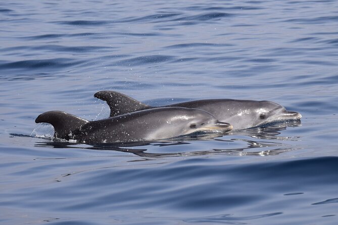 Bonadea II Ecological Whale Watching, 2 hours - The six-person limit changes the experience
