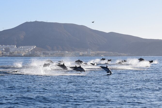 Bonadea II Ecological Whale Watching, 2 hours - Weather, cancellations, and timing