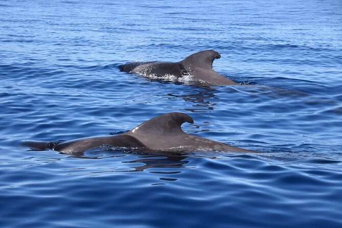 Bonadea II Ecological Whale Watching, 2 hours - What the two-hour route is really like