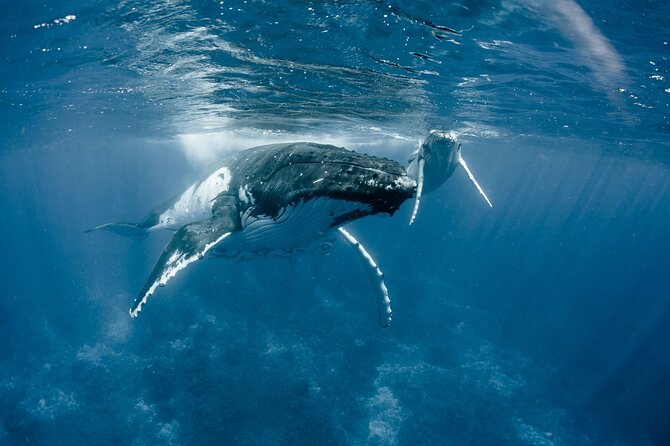 Bora Bora Whale Watching - Setting out from Bora Bora in a 26-foot boat