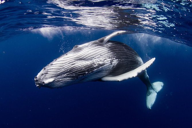 Bora Bora Whale Watching - A closer look at the changing itinerary