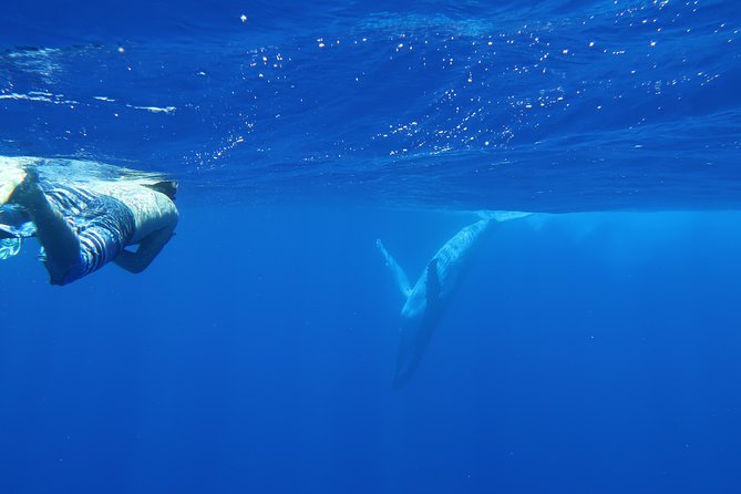 Bora Bora Whale Watching - Rough water, sun, and comfort