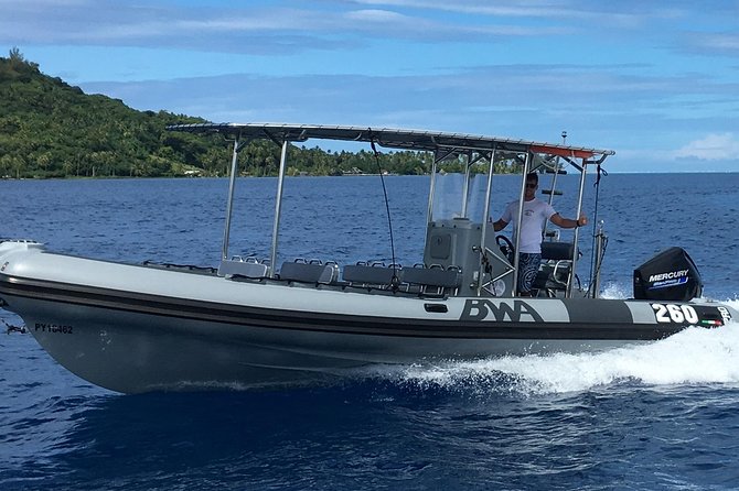 Bora Bora Whale Watching - Who should book this Bora Bora whale tour?