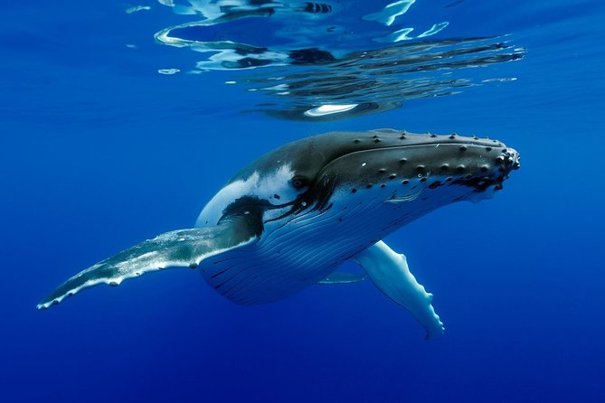 Bora Bora Whale Watching - What swimming with whales really means