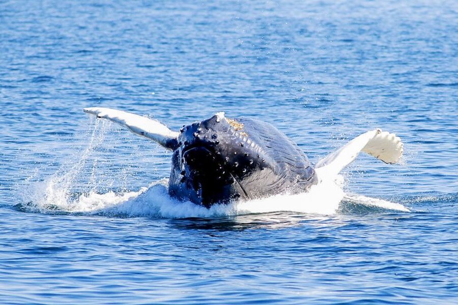 Boston: City Cruises Whale Watching Cruise - Practical planning for your Boston day
