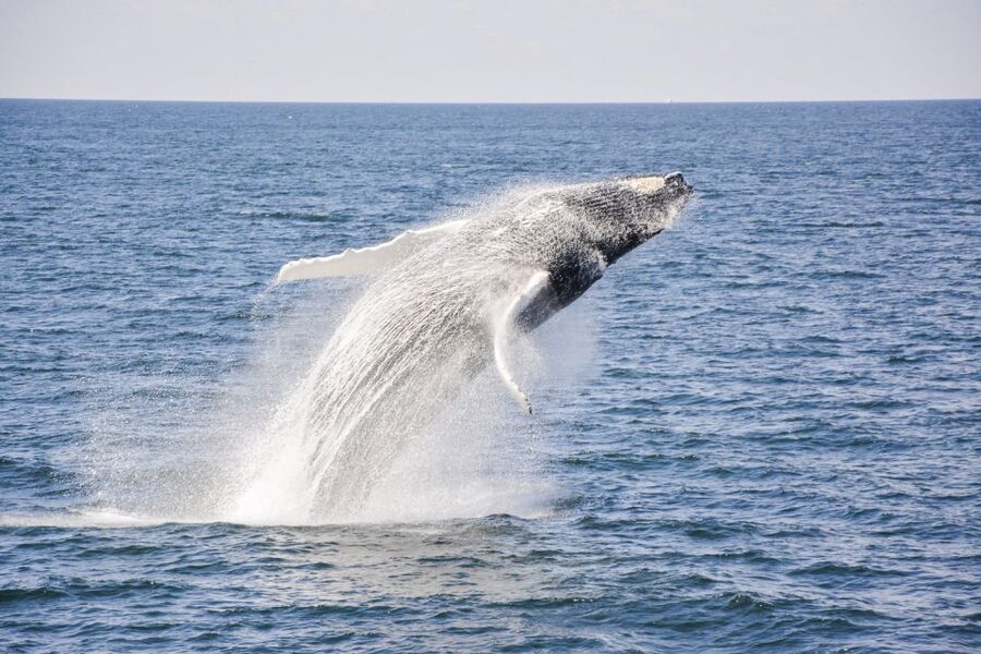 Boston: City Cruises Whale Watching Cruise - The naturalists add real value