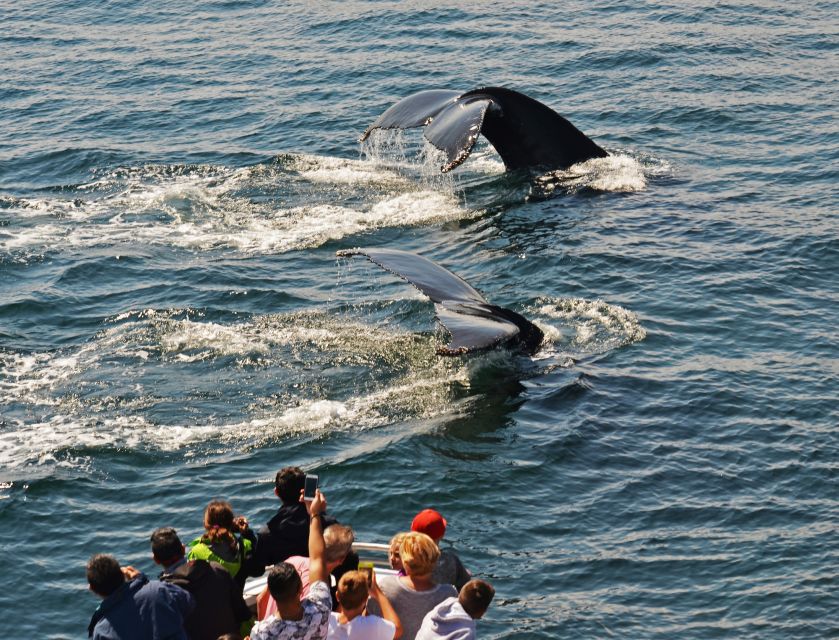 Boston: City Cruises Whale Watching Cruise - Choosing between the outdoor decks and indoor cabin