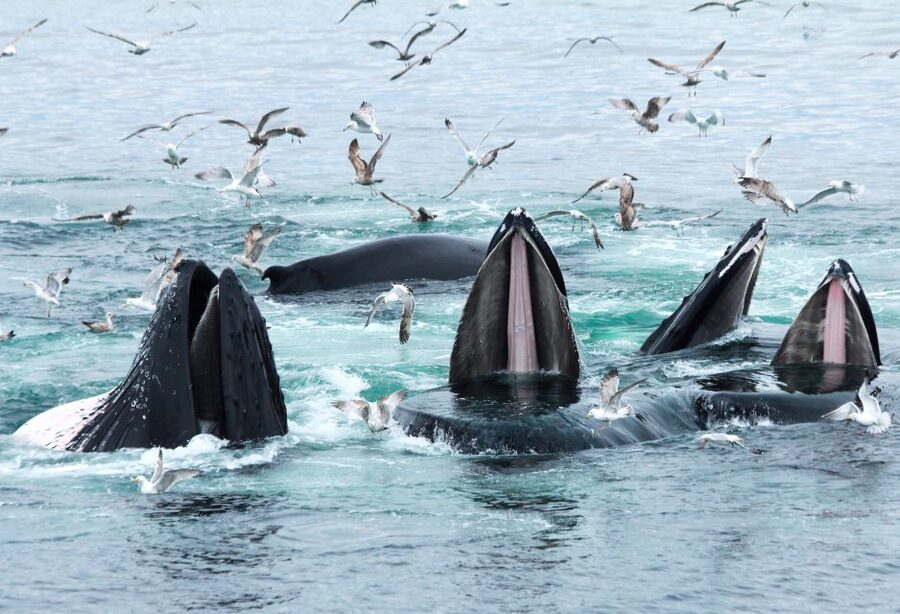 Boston: City Cruises Whale Watching Cruise - Food, bathrooms, and comfort aboard