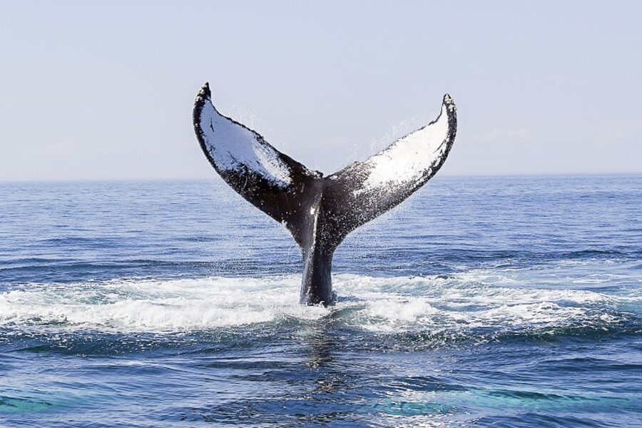 Boston: City Cruises Whale Watching Cruise - Is $85 a fair price?