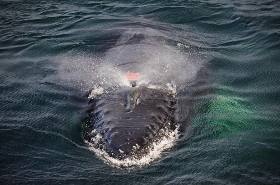 Boston: City Cruises Whale Watching Cruise - Who will enjoy this cruise most?