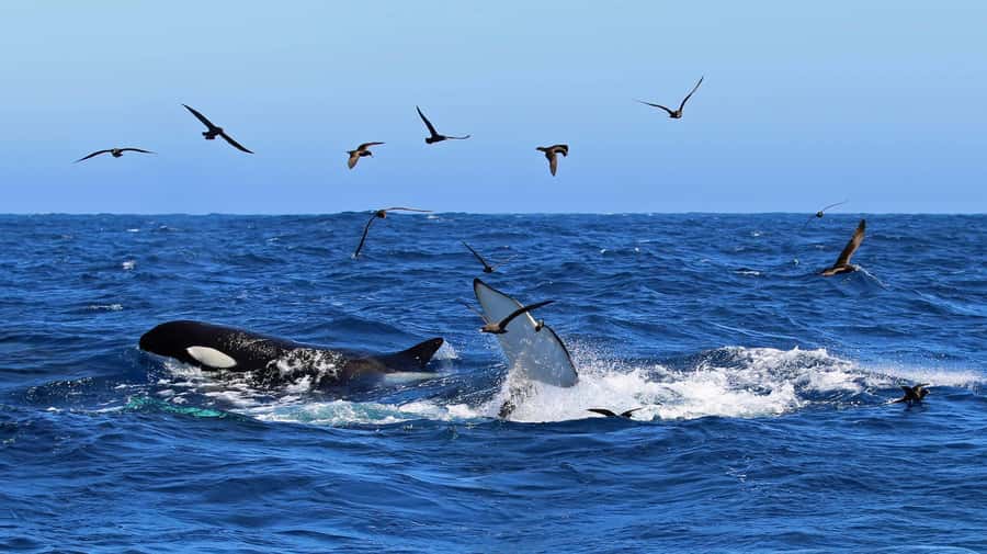 Bremer Bay: Bremer Canyon Killer Whale Expedition - The 1.5-hour run to the canyon