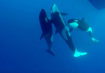 Bremer Bay: Bremer Canyon Killer Whale Expedition