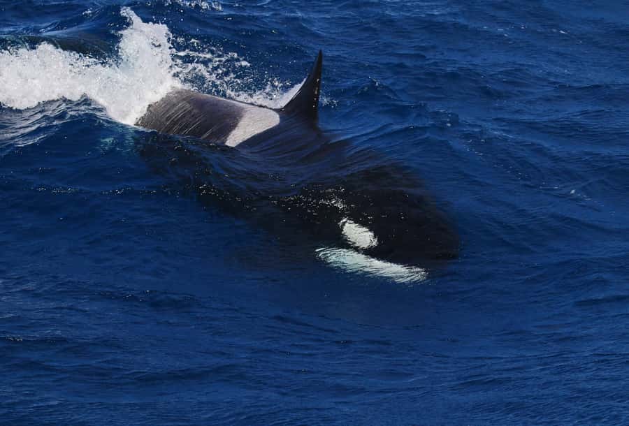 Bremer Bay: Bremer Canyon Killer Whale Expedition - Is $282 a fair price?