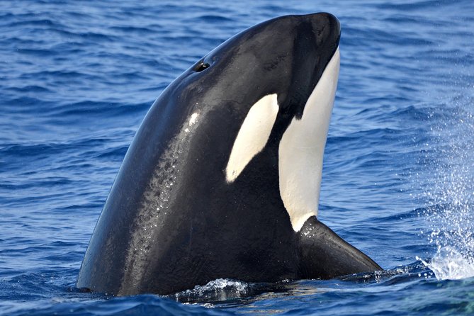Bremer Bay Orca Experience - What makes this cruise worth your day