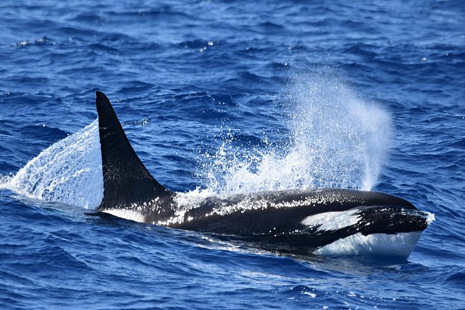 Bremer Bay Orca Experience - Leaving Bremer Bay at 8:00 am