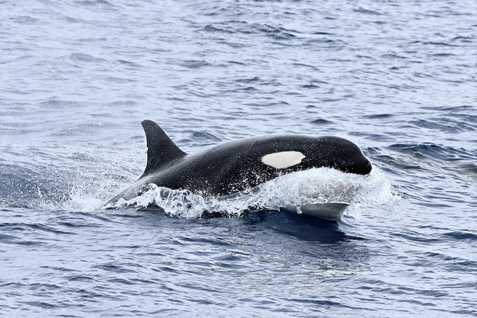 Bremer Bay Orca Experience - Heading toward the Bremer Canyon